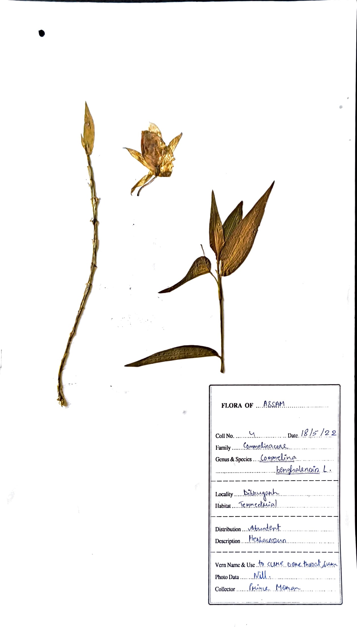 Kona Simolu (Ass.) (Herbarium)